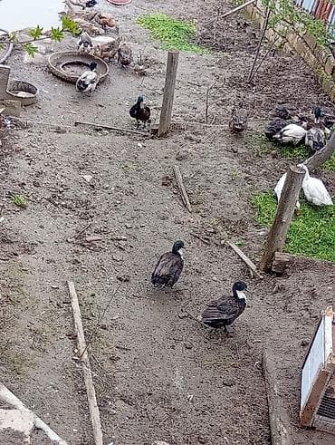 alabay iti satilir: Temiz pekin ordeyleri yumrtasi 90 faiz mayalı siferis önceden veresiz — 10