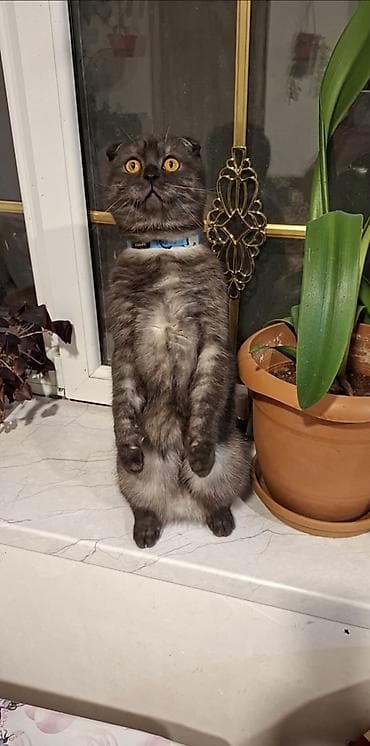 pisik latoku: Şotland, Cütləşmə üçün — 2