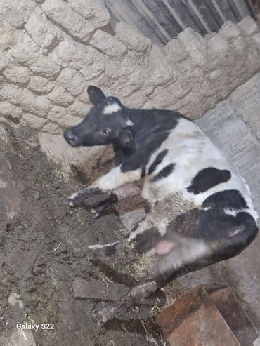 Inəklər, öküzlər: Satlıq: qaramal – erkək buzov/ dana - Növ: ətlik istiqamətli qarışıq — 7