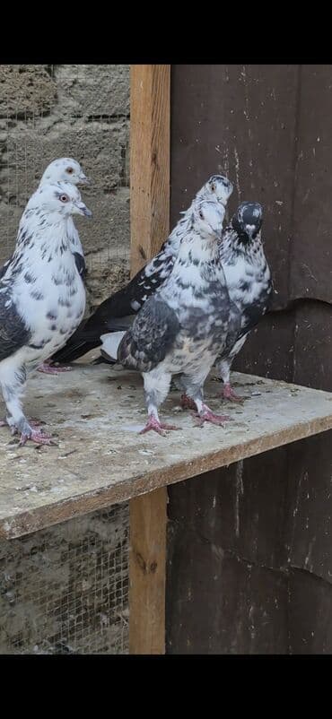 şahin quşunun qiyməti: İran göyərçinləri satılır qiymətlər müxtəlifdi 15 manatdan 50 manata — 7