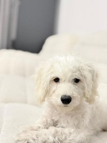 Ag rengli pudel.6 ayliqdi. Erkekdi. Peyvendi olunub