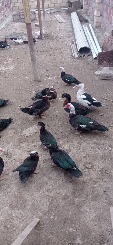 Toyuqlar: Dişi, | Lal ördək, Ətlik — 3