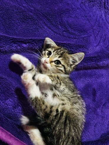 котенок в хорошие руки: Tabbi, Yaxşı əllərə — 6