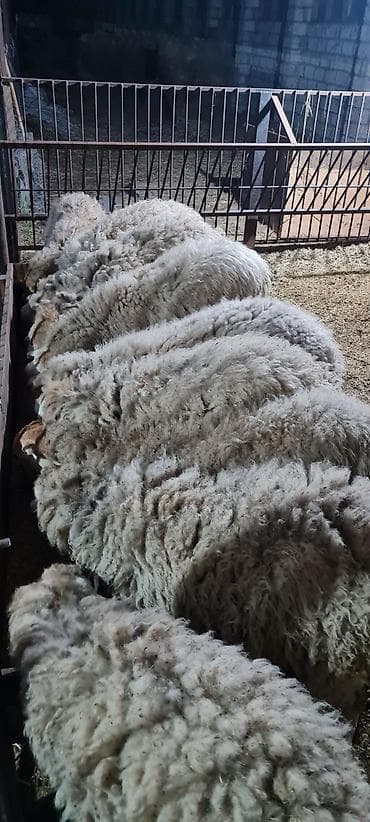 gozel pisik sekilleri: Heyvanlar satılır qoc balasız cavan qoyunlar 10 aylıg erkəy dişi — 4