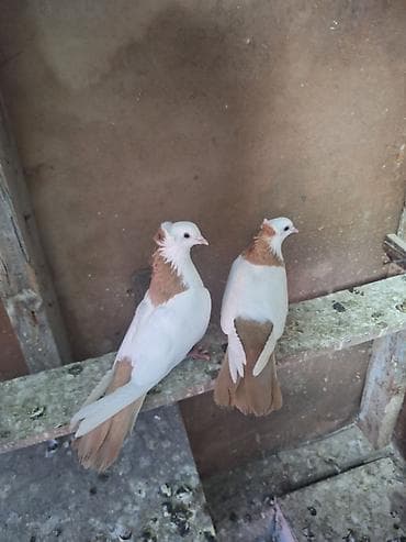 С/х животные и товары: Sarı boyunlar Hazır Çüt Bala Verən Erkəy Maya Real Alan Narhat Edsin — 1