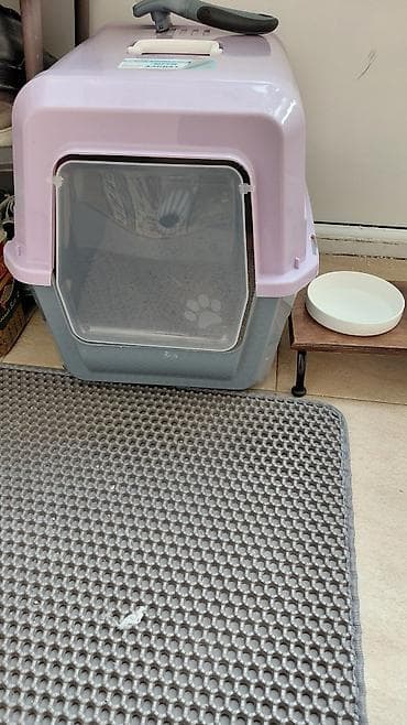 wotland pişiyi: Britan, Erkək, Yaxşı əllərə — 7