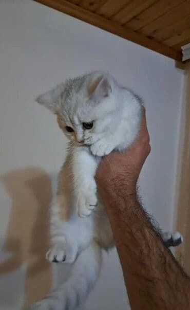 шотландская серебристая шиншилла купить: Şotland yastı qulaq — 8