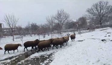 Inəklər, öküzlər: Qoyun sürüsü satılır - Növ: ehtimalən yerli ətlik/yunlu tip qarışıq — 6