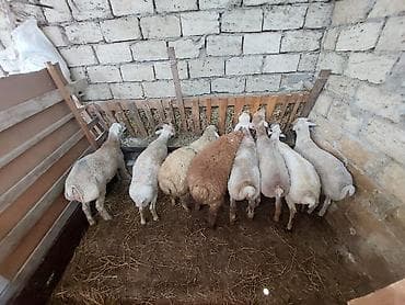ucuz quzu: Allah kesdırdıyınız qurbanları qebul etsın . Qız qapısı ucun ag — 6