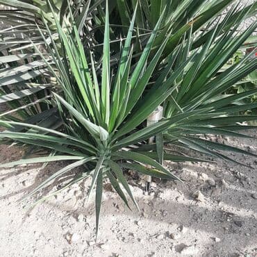 şaxtagülü qiyməti: Yukka satılır. Yaşı 1-5 il. 
Qiymət 10 AZN başlayır — 1