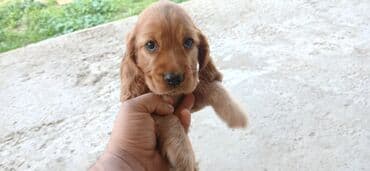 Akvarium aksessuar və ləvazimatları: Koker spaniyel — 3