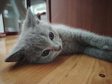 heyvanlar quşlar: Şotland, Erkək, Yaxşı əllərə, Ünvandan götürmə — 4