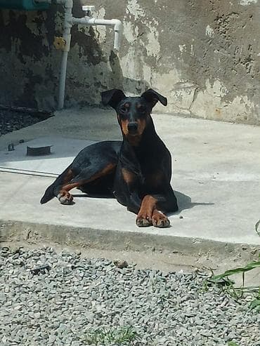it balasi: Doberman, 1 il, Dişi, Peyvəndli, Ünvandan götürmə, Ödənişli çatdırılma — 2