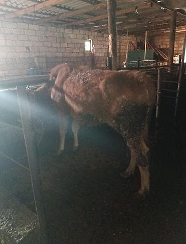 pitbull iti satilir: Dana, buzov — 3