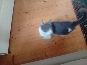 pişik daşıma: Yaxşı əllərə — 3