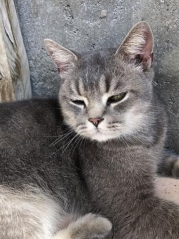 oğlan pişik adları: Erkək, Yaxşı əllərə — 3