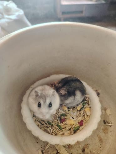 balaca ag itler: Djungar (cırtdan) hamsterləri – 2 ədəd - Rənglər: açıq boz-ağ — 4