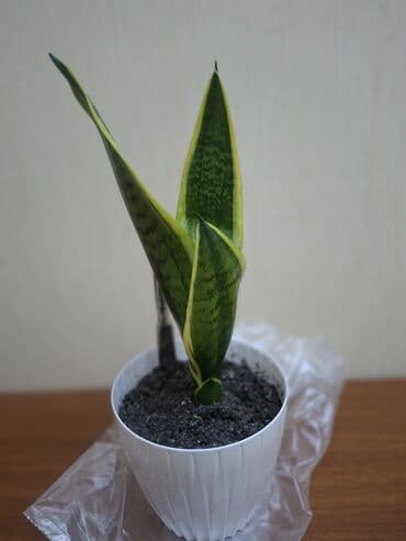 otaq yoldawi: Sansevieriya "Laurentii" Kök atmış sansevieriya (qaynana dili) — 3