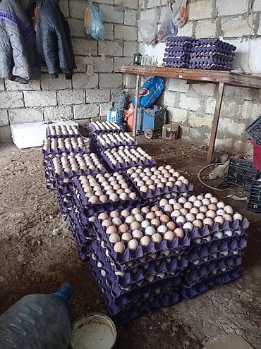 Təzə toyuq yumurtası – iri həcmli satış - Təbii yemlə bəslənən yerli