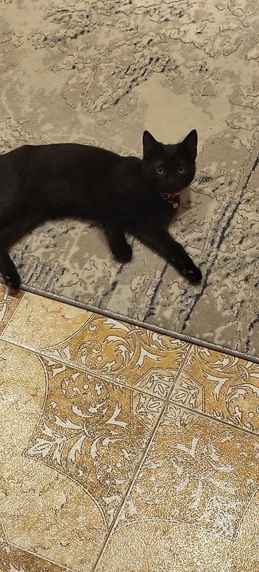 Pişiklər: Erkək — 1