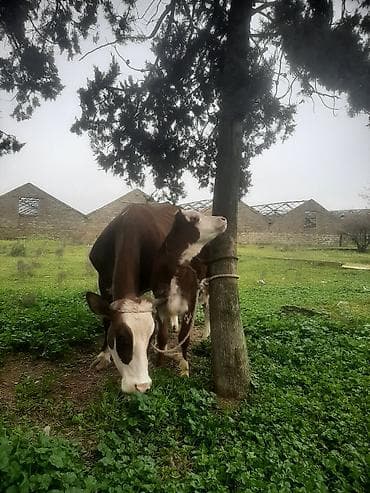 Inəklər, öküzlər: Erkək bala 3 cu qarın sudu 22letr — 4