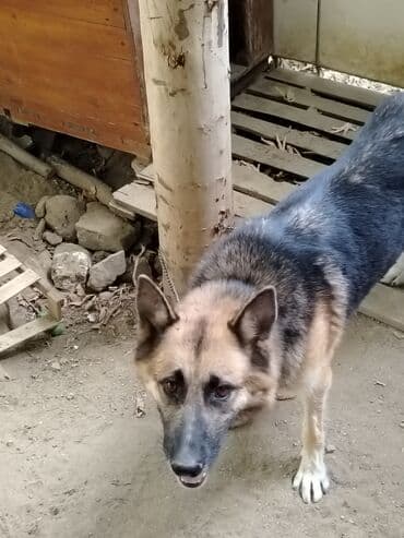 немецкая овчарка цена в баку: Немецкая овчарка — 2