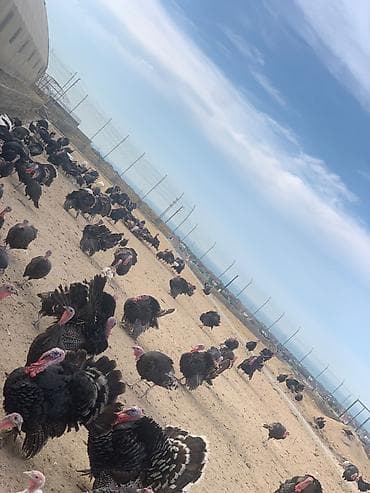 quşlar: American bronze və Kanada sortu Diri cekisi kilosu Xoruz-14 Fere 16 — 2