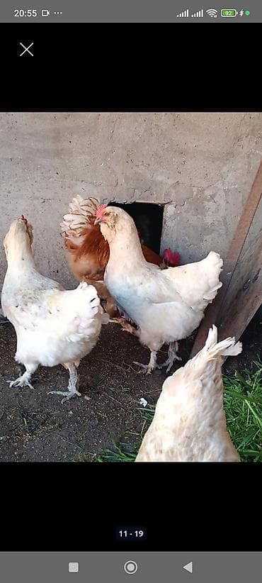 Digər quşlar: Salam.Shekilde gorduyunuz heyvanlarin balalari satilir,2 aylarina az — 4