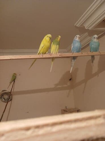 arpa qiyməti: Salam temiz qan 7 eded çex 1 vaniṣ quṣlar zakaz elli quș yerleșen — 1