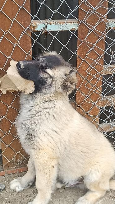 it qovan cihaz: Kanqal — 9