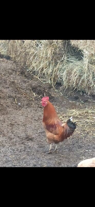 kənd çolpası: Xoruz, il: 1 — 2