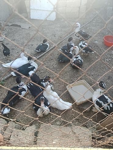 Cəkisi 2 kilo,3 ayliq heyavndi,damazliq ucun,butun dermanlari