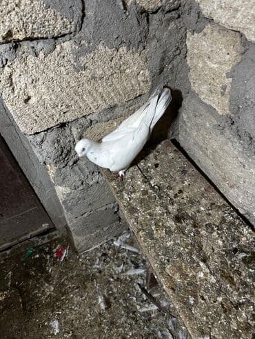 göyercin yuvası: Salam 18.19 quwdi hamsi tam sağlamdi oz quwdarimdi isimle elaqeder — 8