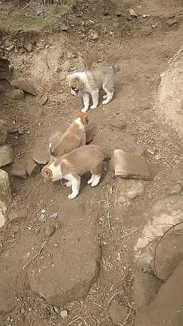 Gəmiricilər: Alabay, Dişi — 4