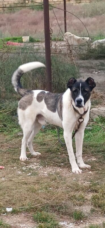 отдам в хорошие руки маленькую собачку: Qurdbasar, 1 il, Erkek, Peyvəndli, Rayonlara çatdırılma — 6