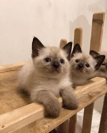 ağ pişik balası: Сиамская, Самка, В добрые руки, Самовывоз — 3
