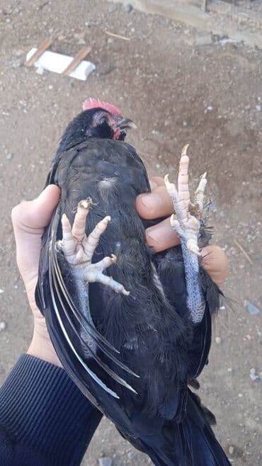 Toyuq cücələri, Damazlıq, Ödənişli çatdırılma