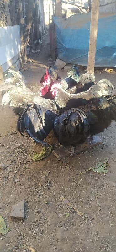 Opel: Allaha haminin malina xeyir versin .Gorduyuvuz avstriloplarin 10 ayliq — 6