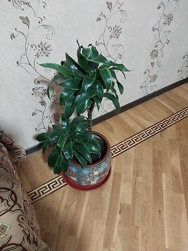 Çox gözəl çox xeyirli və dünyada böyük bioloji dəyərli Dracena