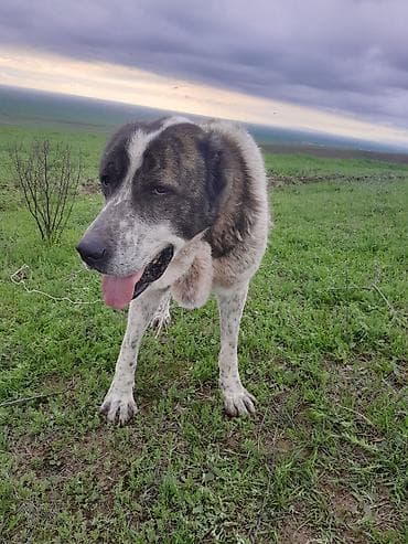 alabay itləri: Alabay — 2