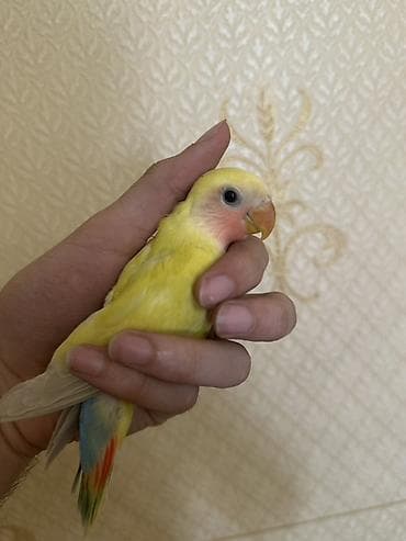 ev quslari haqqinda: Növ: Agapornis (lovebird) – əl öyrəşdirilmiş, ev quşu Rəng: Parlaq — 2