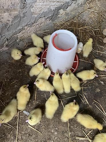 Muscovy (indo) ördək balaları – sarı tüklü, çəhrayı dimdikli, aktiv və