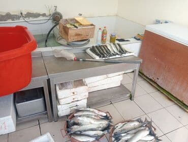 baliq tutmaq: Məhsul: Təzə balıq (xırman balığı – kefal tipli) Təsvir: - Günlük — 3