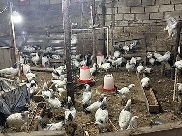 Heyvanlar: Toyuq, Brama, Damazlıq, Ödənişli çatdırılma — 5