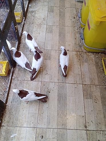 Akvariumlar: Cins: göyərçini Rəng: 5 eded qırmızı boynuĝüllü desde kekilli boyun — 3