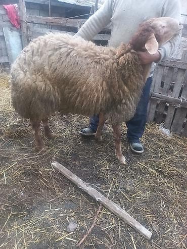 hind qusu satisi: Qoyun – ətlik/yunlu yerli tip - Cins tipi: yerli ətlik‑yunlu — 10