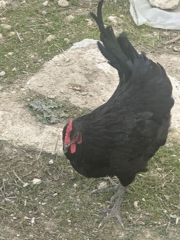 brama toyuq: Toyuq, Australorp, Damazlıq, Ödənişli çatdırılma — 7