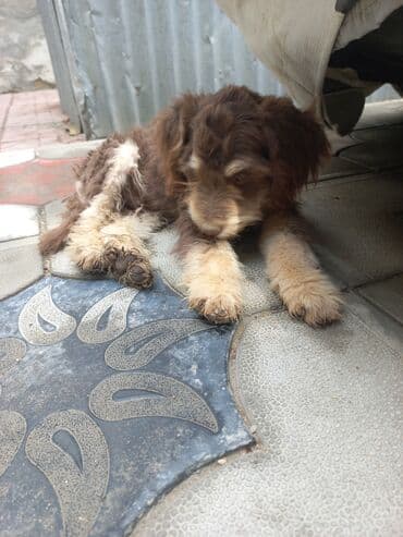 пудель в добрые руки: 2 месяца, Самец, С прививками, Самовывоз — 7