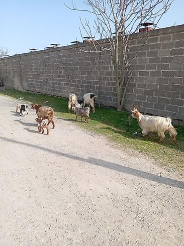 cəpişlər: Məhsul: Qoyun-keçi təsərrüfatı üçün ana keçilər və bala keçilər — 5