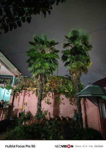 Satılır palma ağacı 🌴 Növü: Fan palm (Washingtonia Robusta / Çin fan